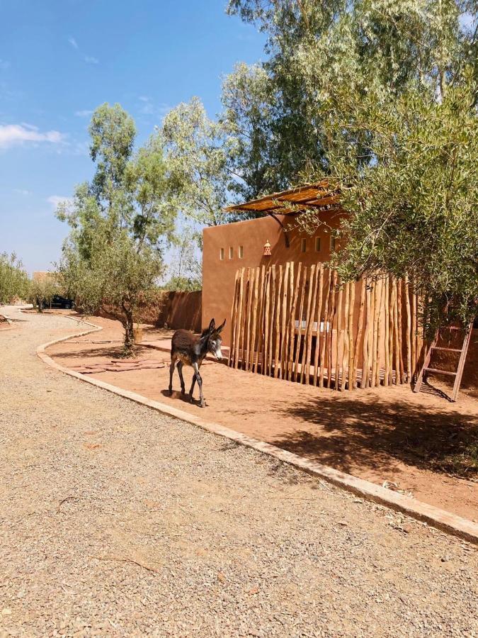 Upupa De L'Atlas Oulad el Guern Luaran gambar