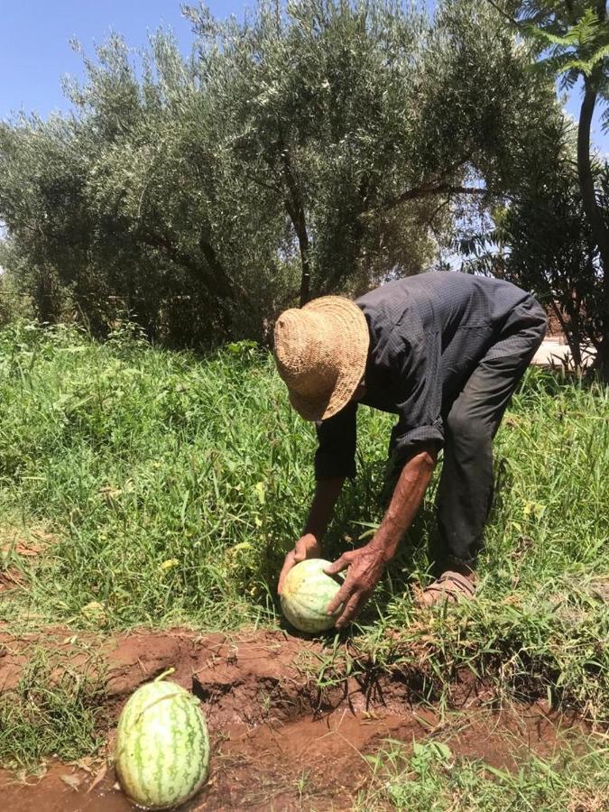 Upupa De L'Atlas Oulad el Guern Luaran gambar